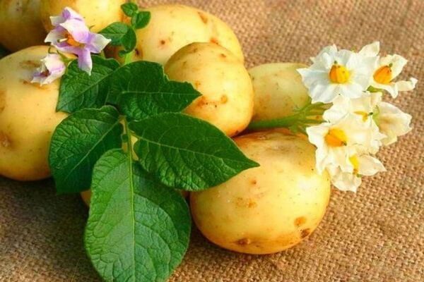 10 способов лечения картофелем в народной медицине 