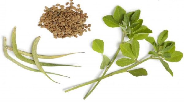 Пажитник сенной – описание, польза и вред, рецепты, отзывы 