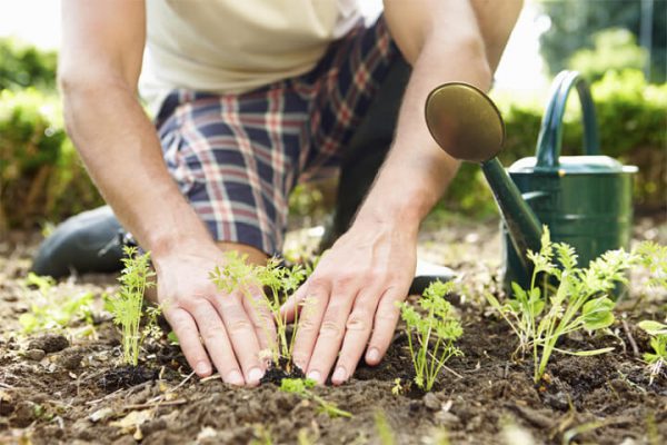 Народные советы садоводу и огороднику 