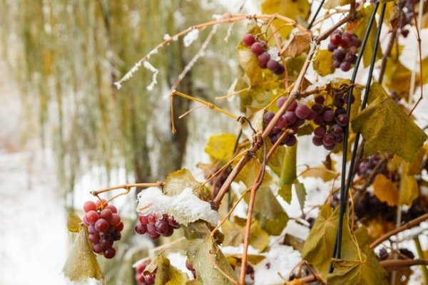Укрытие винограда осенью видео для начинающих 