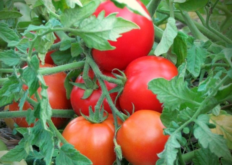 Скороспелые сорта томатов для открытого грунта в Сибири. 