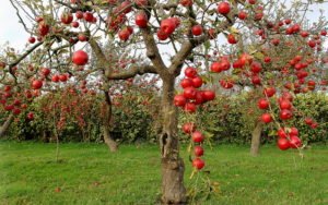 Уход за яблоней осенью и подготовка к зиме