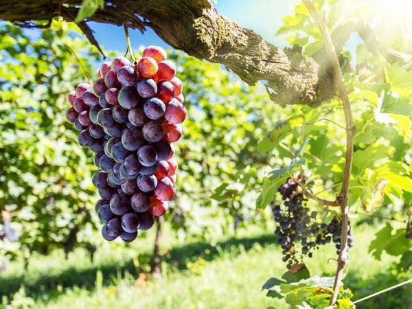 Подкормка и удобрение винограда весной 
