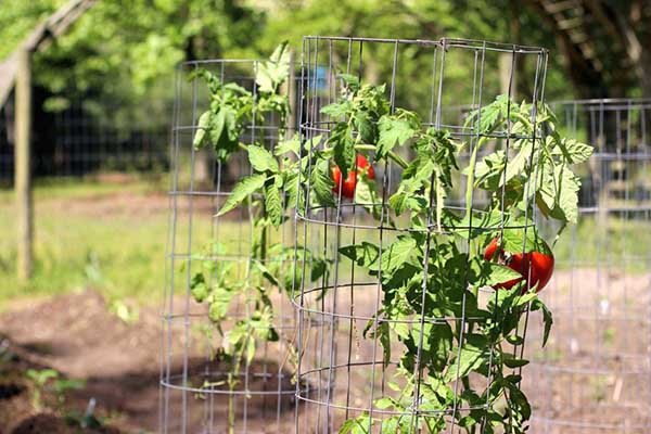 Как подвязывать помидоры в теплице и в открытом грунте 