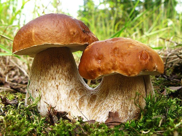 Выращивание белых грибов в теплице 