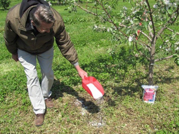 Подкормка и удобрение яблонь весной 