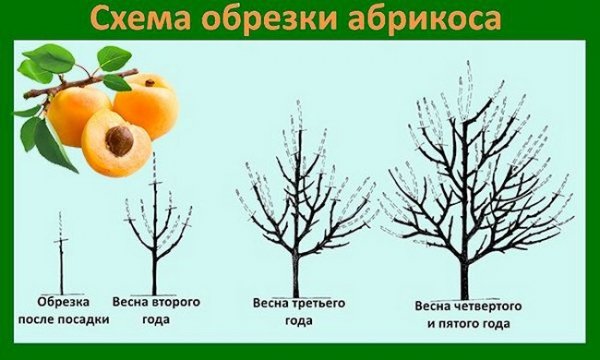 Обрезка деревьев весной видео для начинающих абрикосы 