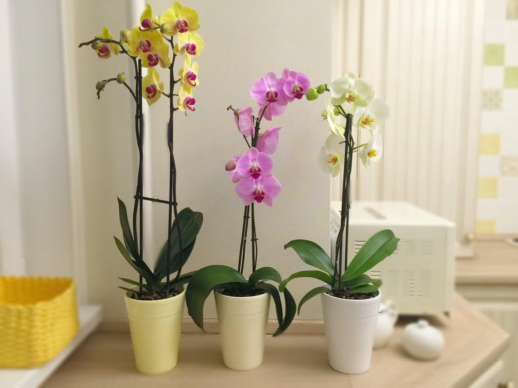 Почему у орхидеи желтеют листья что делать