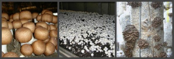Выращивание грибов в теплице 