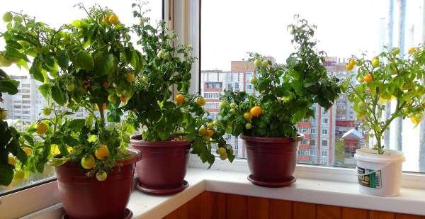 Как вырастить помидоры на окне (подоконнике) 