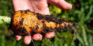 Почему морковь корявая, рогатая, волосистая и трескается 