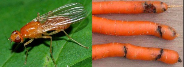 Как посадить морковь семенами в открытый грунт весной 