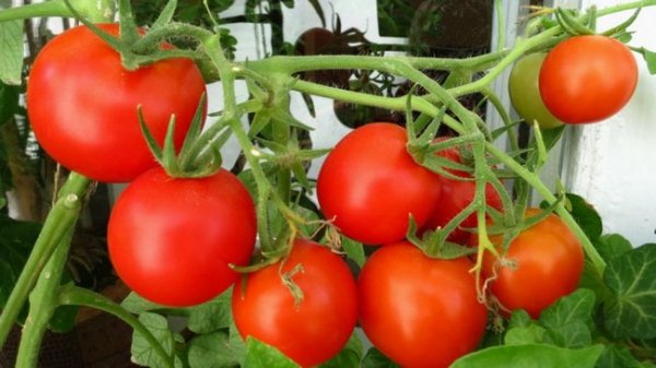 Посадка томатов и перцев на рассаду 