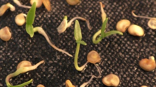 Правила подготовки семян перца к посадке на рассаду 