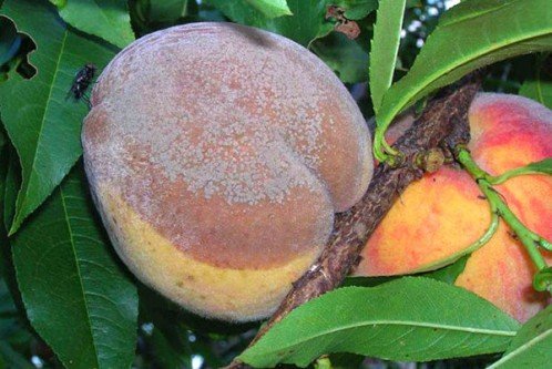 Обработка персика весной от болезней и вредителей 