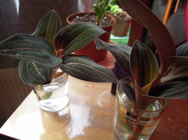 Орхидея Лудизия: всё об уходе, посадке и размножении в домашних условиях 