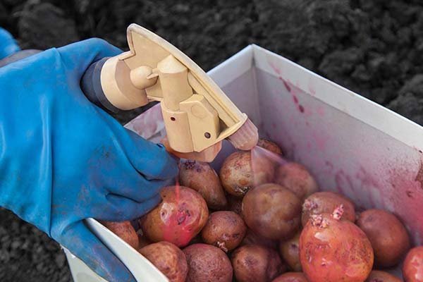 Подготовка картофеля к посадке и его обработка от болезней и вредителей 