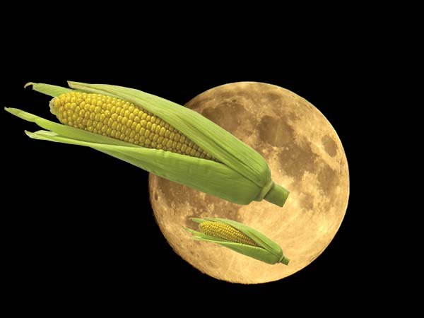 Как вырастить кукурузу на своем участке 
