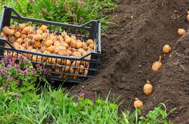 Чем удобрить землю осенью под картофель 