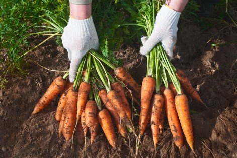 Как правильно поливать морковь 