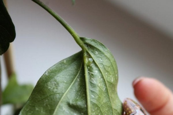 Почему гибискус сбрасывает листья 