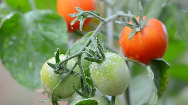 Удобрения для рассады помидор и перцев 