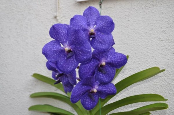 Орхидея Ванда: уход за цветком в домашних условиях 