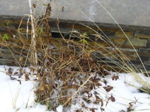Уход за жимолостью осенью и подготовка к зиме: удобрение, обрезка и укрытие 