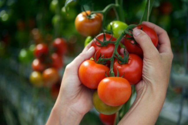 Как посадить помидоры в теплице чтобы был большой урожай 