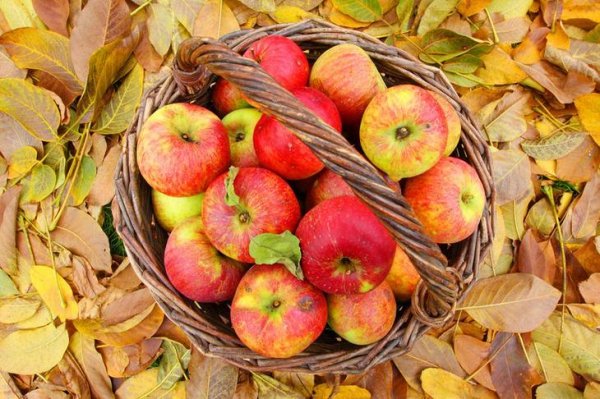 Как сохранить яблоки на зиму свежими 