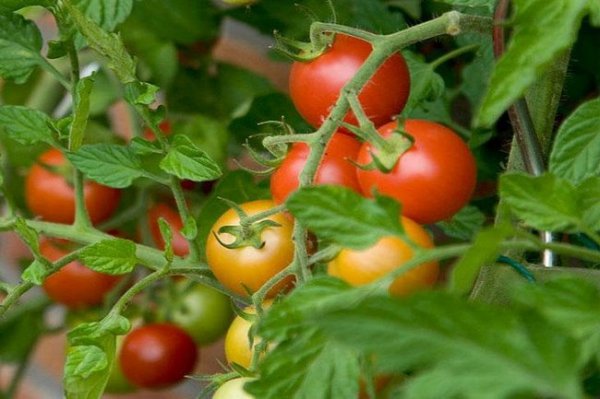 Пасынкование помидор в теплице видео 