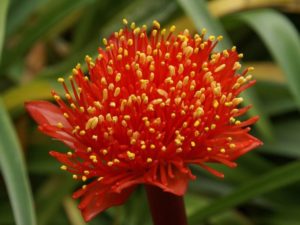 Гемантус: уход за цветком в домашних условиях, всё о посадке и размножении 
