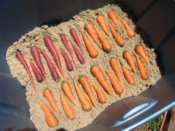 Как сохранить морковь на зиму в подвале и подполе 