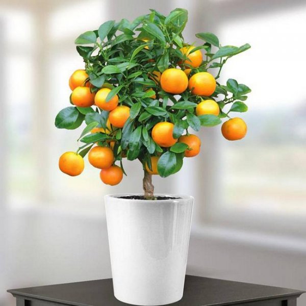 Как вырасти апельсин в домашних условиях 