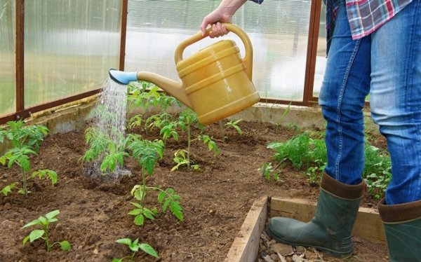 Выращивание помидоров в теплице из поликарбоната 