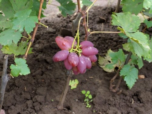Сажаем виноград весной правильно 