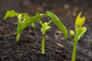 Посадка фасоли в открытый грунт: дальнейший уход и правила выращивания 