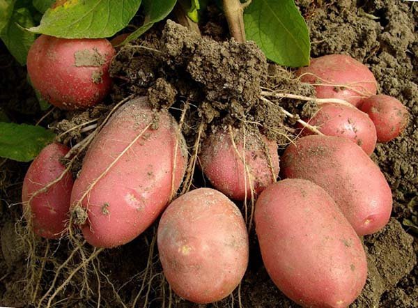 Посадка и выращивание картофеля по голландской технологии 