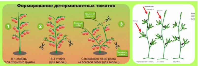 Выращиваем помидоры в теплице. Лучшие тепличные сорта, отзывы, уход 