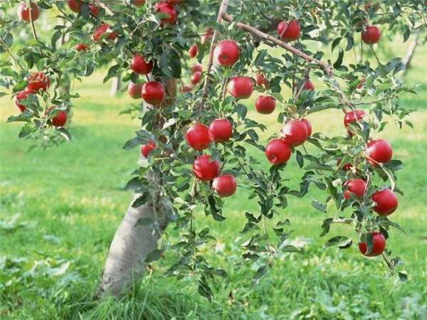 Обрезка деревьев весной видео для начинающих яблоня 