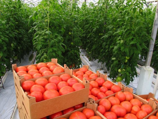 Как правильно пасынковать помидоры в открытом грунте 
