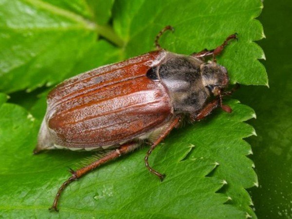 Личинки майского жука вред или польза 
