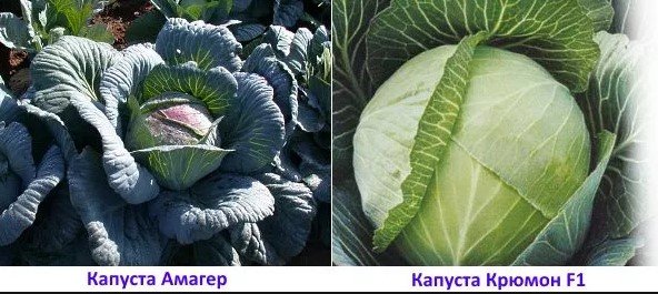 Белокочанная капуста – сорта с фото и названиями и лучшие сорта капусты 