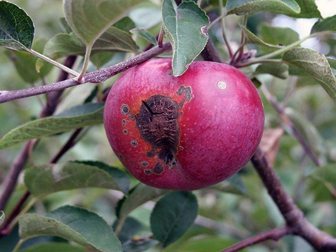 Чем обработать яблони от парши осенью 