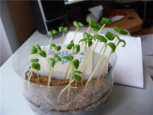 Бальзамин выращивание из семян когда сажать 