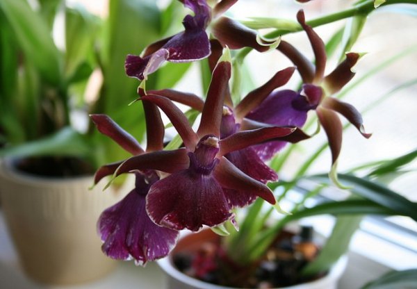 Орхидея Камбрия: уход в домашних условиях 