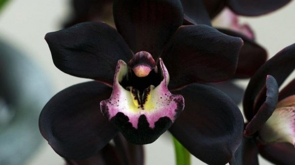 Черная орхидея купить цветок в горшке 