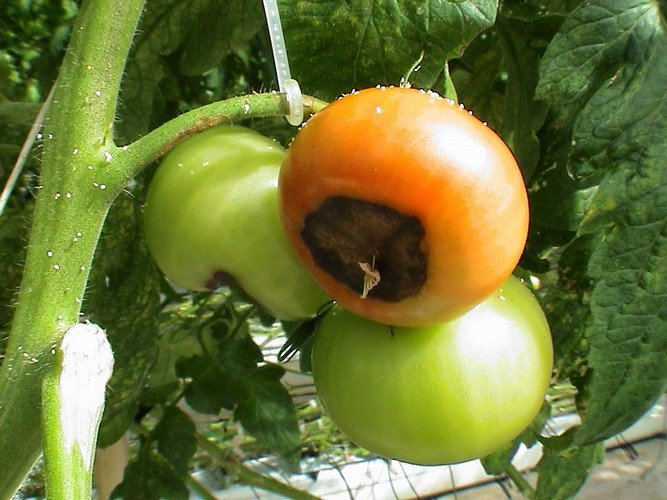 Выращивание помидоров в теплице зимой 