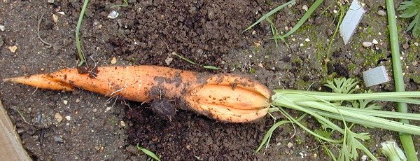 Почему морковь корявая, рогатая, волосистая и трескается 