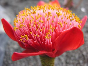 Гемантус: уход за цветком в домашних условиях, всё о посадке и размножении 